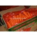 Carota xiamen fresca taglia L